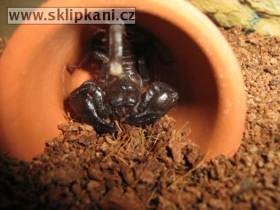 Scorpionidae_Pandinus