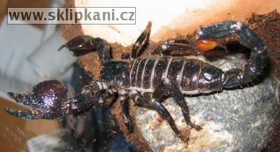 Scorpionidae_Pandinus