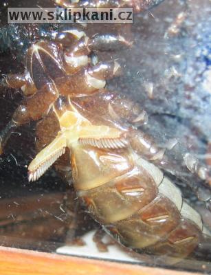 Scorpionidae_Pandinus