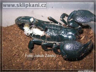 Scorpionidae_Pandinus