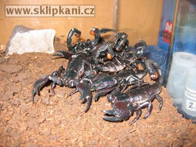 Scorpionidae_Pandinus