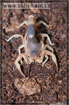 Parabuthus-liosoma