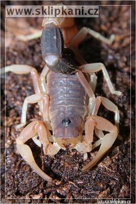 Parabuthus-liosoma