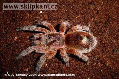 Paraphysa_scrofa