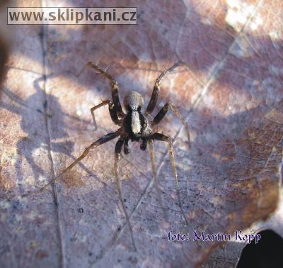 Pardosa_lugubris