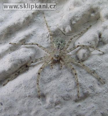 Philodromus_margaritatus