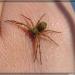 Philodromidae Philodromus