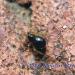 Pholcomma gibbum