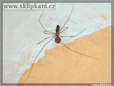 Pholcus_phalangioides