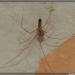 Pholcus phalangioides