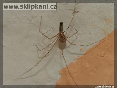 Pholcus_phalangioides