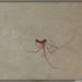 Pholcus phalangioides