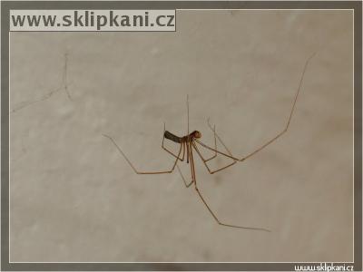 Pholcus_phalangioides