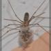 Pholcus phalangioides