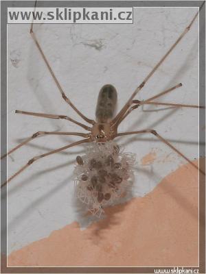 Pholcus-phalangioides