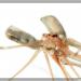 Pholcus phalangioides