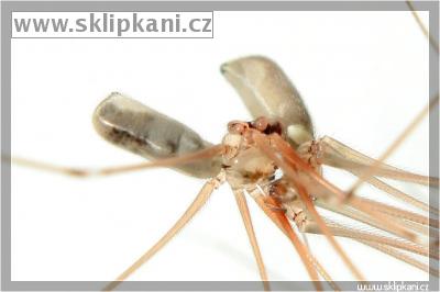 Pholcus_phalangioides