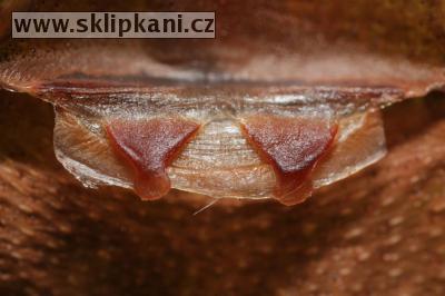 Phormictopus_auratus