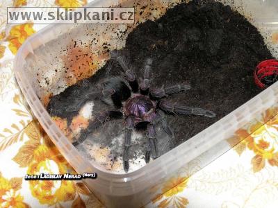 Phormictopus_cancerides