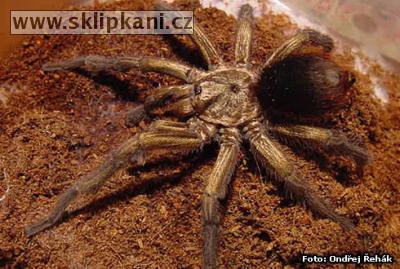 Phormictopus_platus