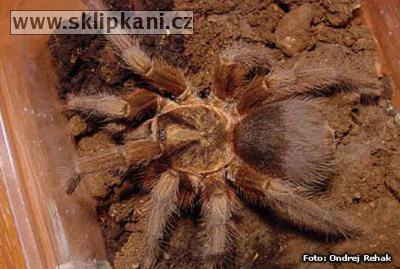 Phormictopus_platus