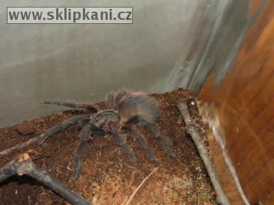Phormictopus-platus
