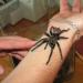 Phormictopus platus