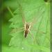 Pisaura mirabilis