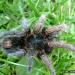 Plesiopelma longisternale