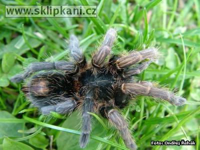 Plesiopelma_longisternale