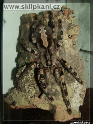 Poecilotheria-fasciata