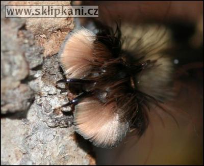 Poecilotheria_fasciata