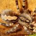 Poecilotheria fasciata