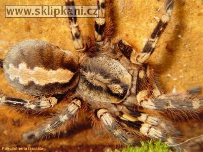 Poecilotheria_fasciata