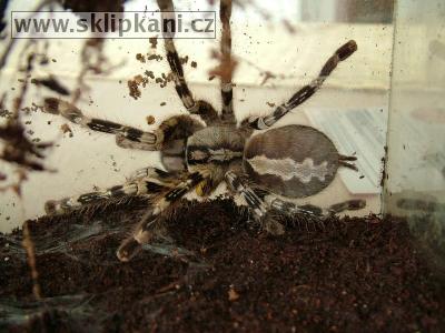 Poecilotheria-fasciata