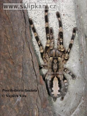 Poecilotheria-fasciata