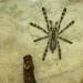 Poecilotheria fasciata