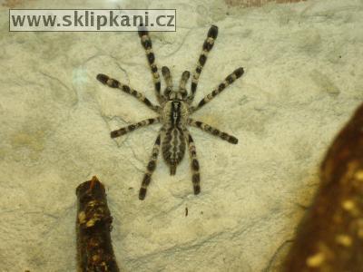 Poecilotheria-fasciata