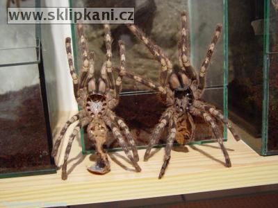 Poecilotheria_fasciata