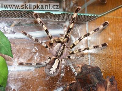 Poecilotheria_fasciata