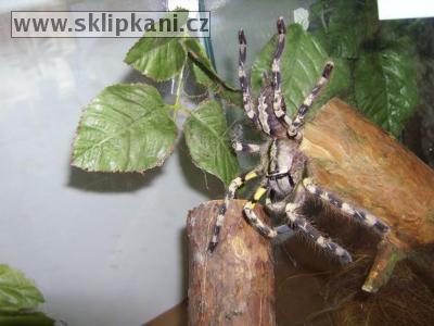 Poecilotheria-fasciata