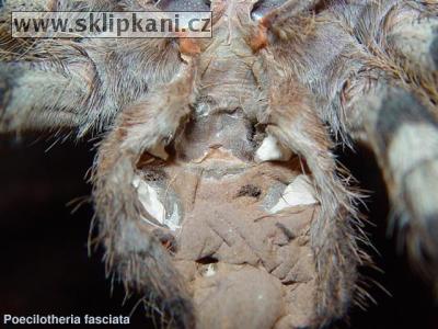 Poecilotheria-fasciata