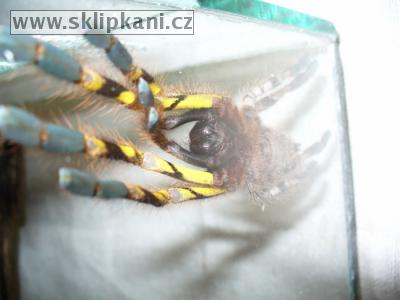 Poecilotheria-fasciata