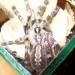 Poecilotheria fasciata