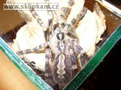 Poecilotheria_fasciata