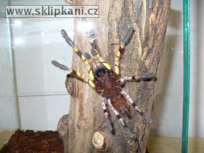 Poecilotheria-fasciata