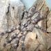 Poecilotheria fasciata