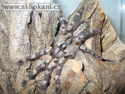 Poecilotheria_fasciata