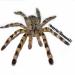 Poecilotheria fasciata