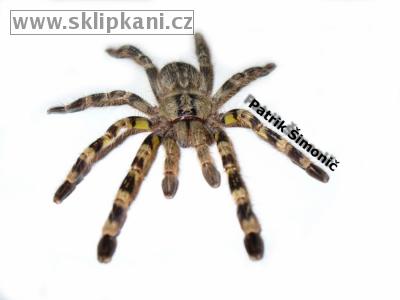 Poecilotheria-fasciata